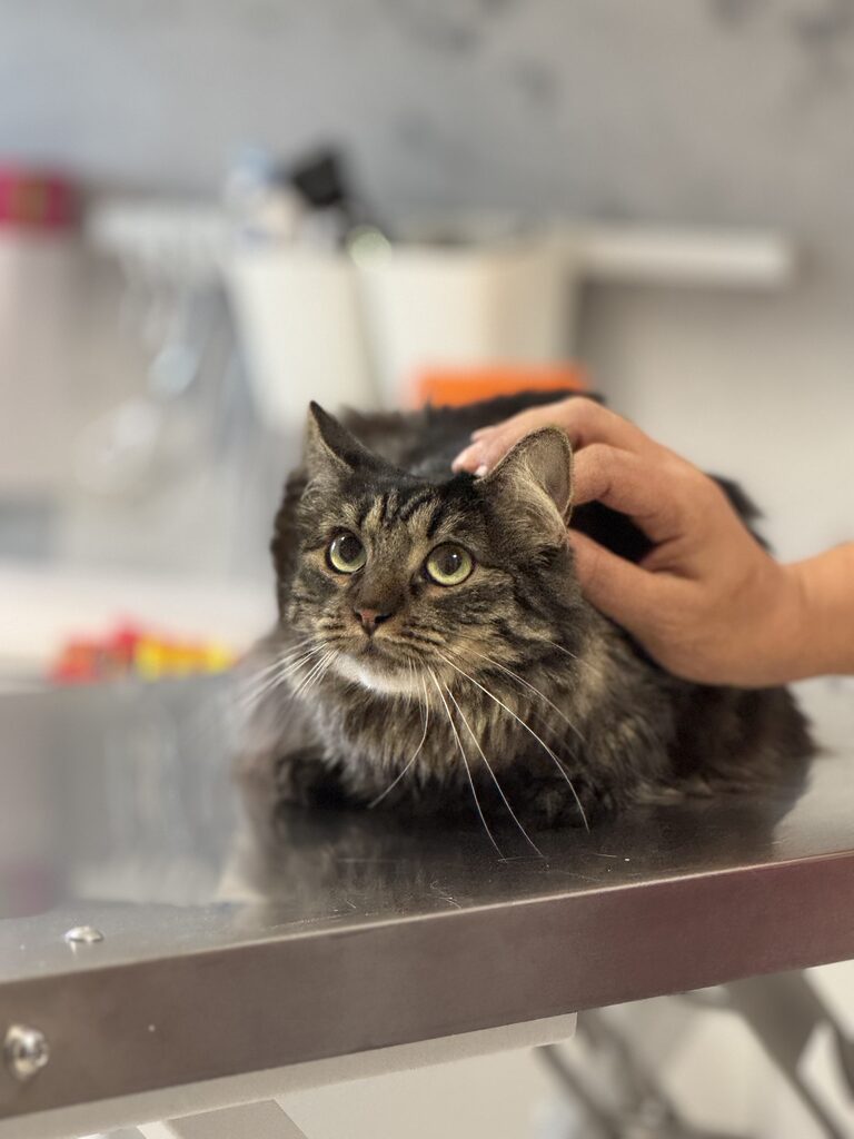 Cabinet veterinar Puls Vet - Galerie 01