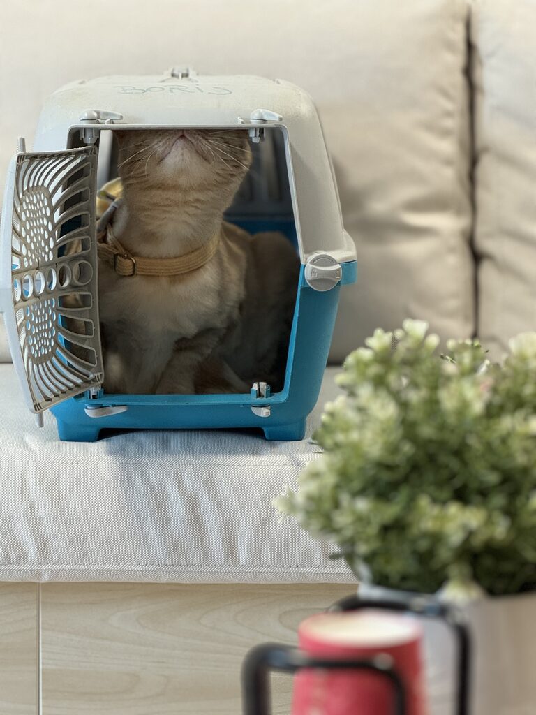 Cabinet veterinar Puls Vet - Galerie 06