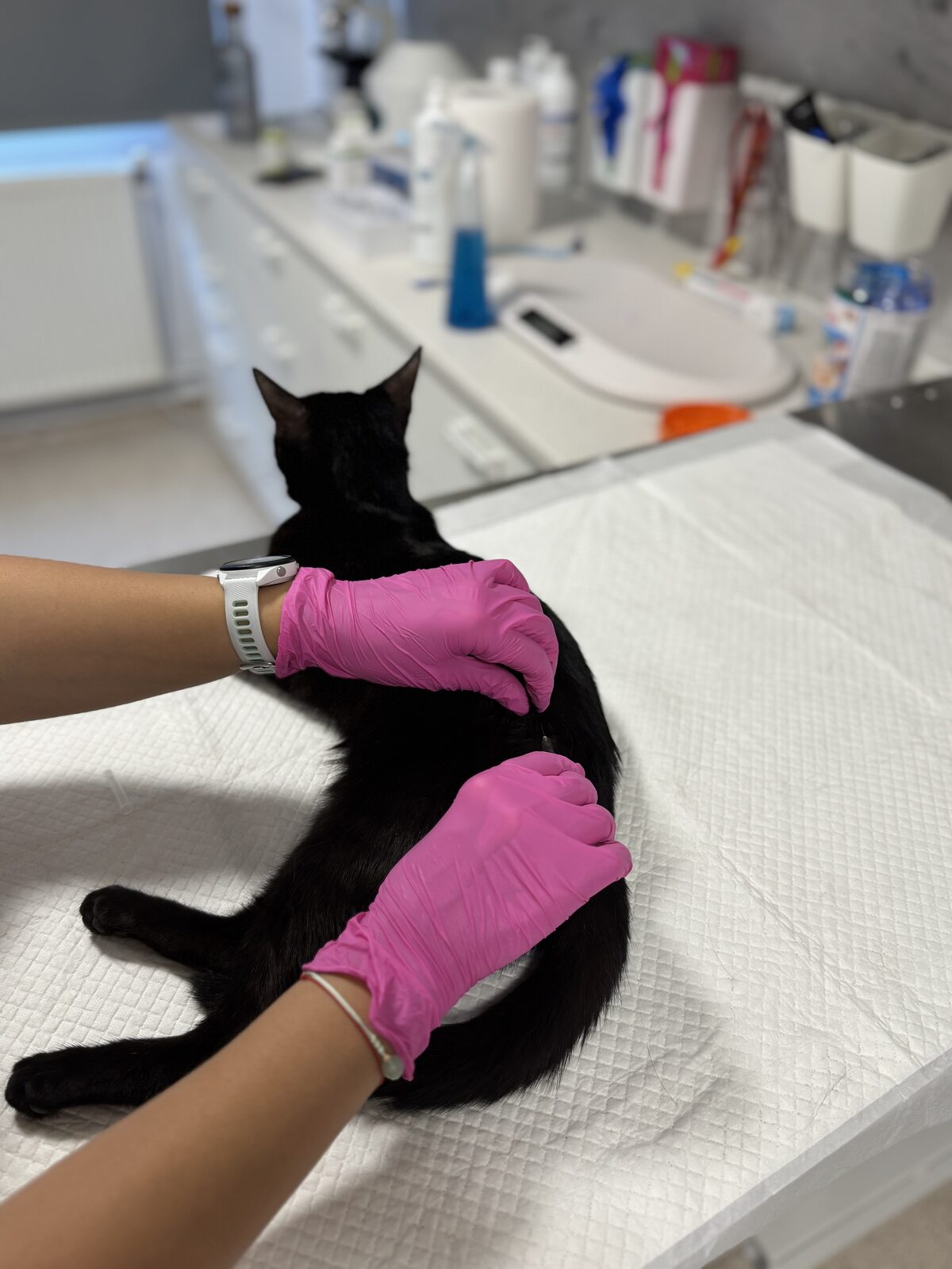 Vaccinare animale de companie